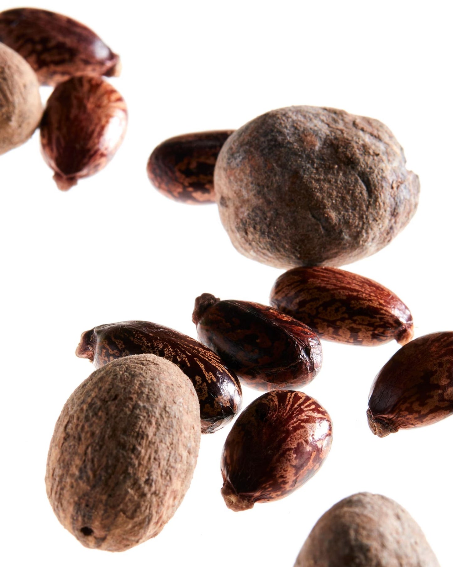 Raw Jamaican Black Castor Oil seeds and shea nuts on a white background, representing the natural ingredients used in Shea Moisture hair products.